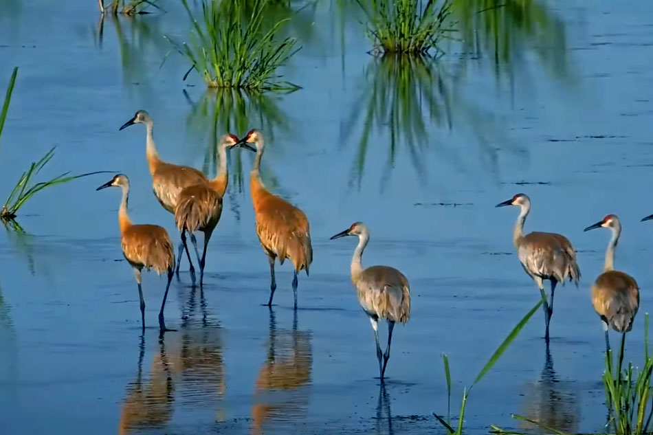 sandhill cranes on mississippi river