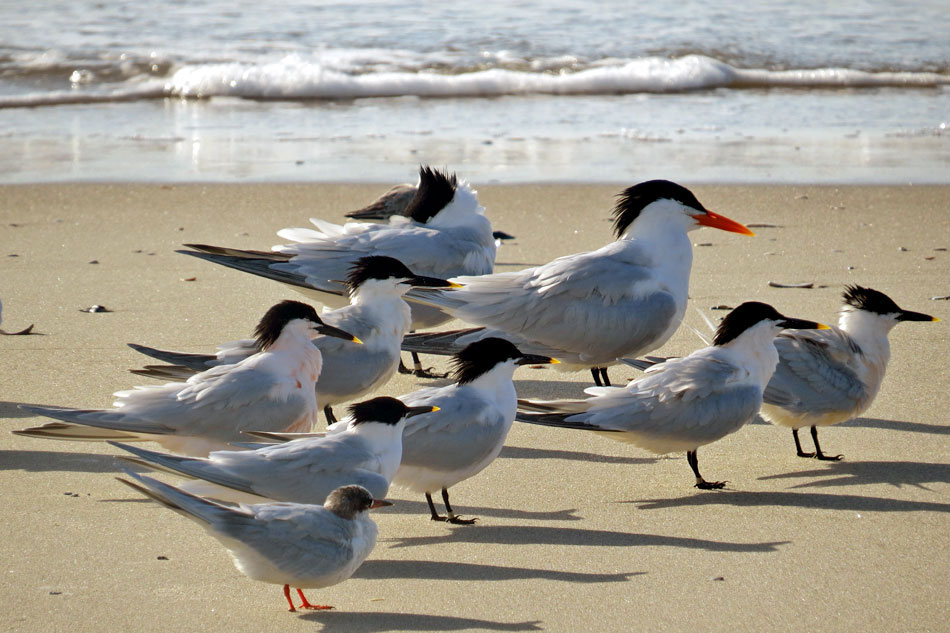 group of sandwich terns