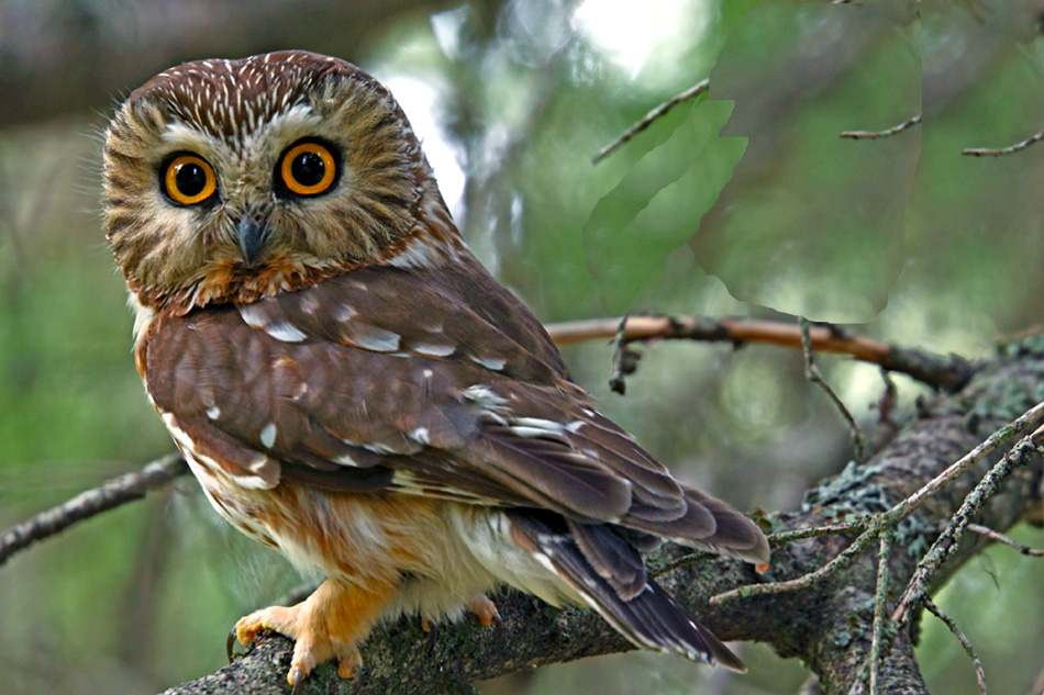 saw whet owl