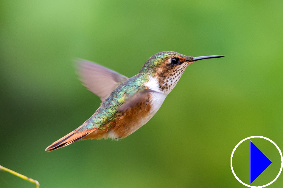 scintillant hummingbird in flight