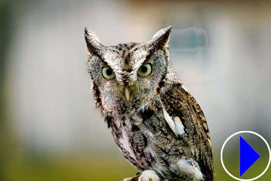 scops owl