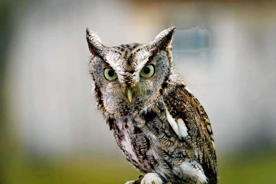 scops owl