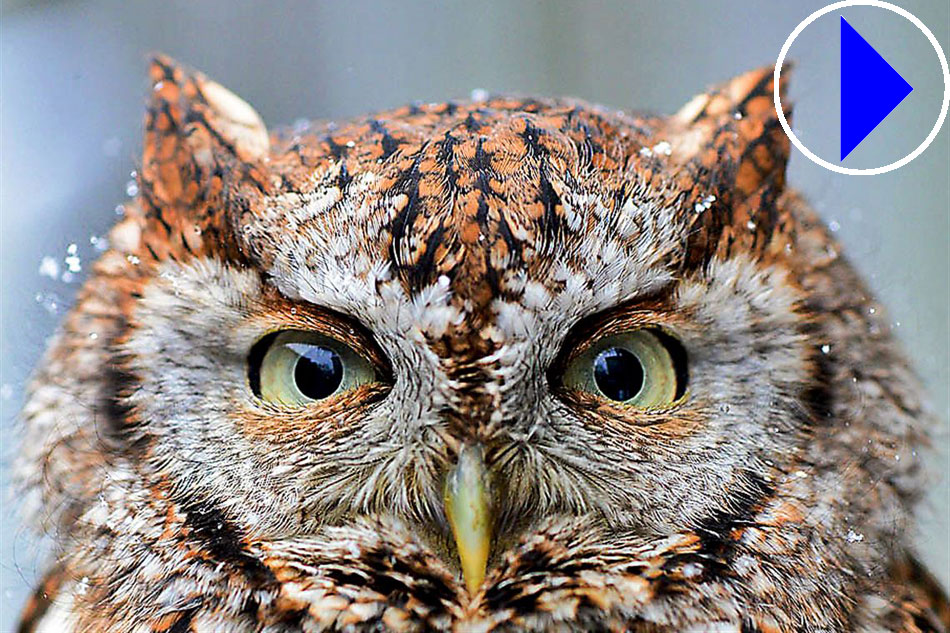 head of a screech owl