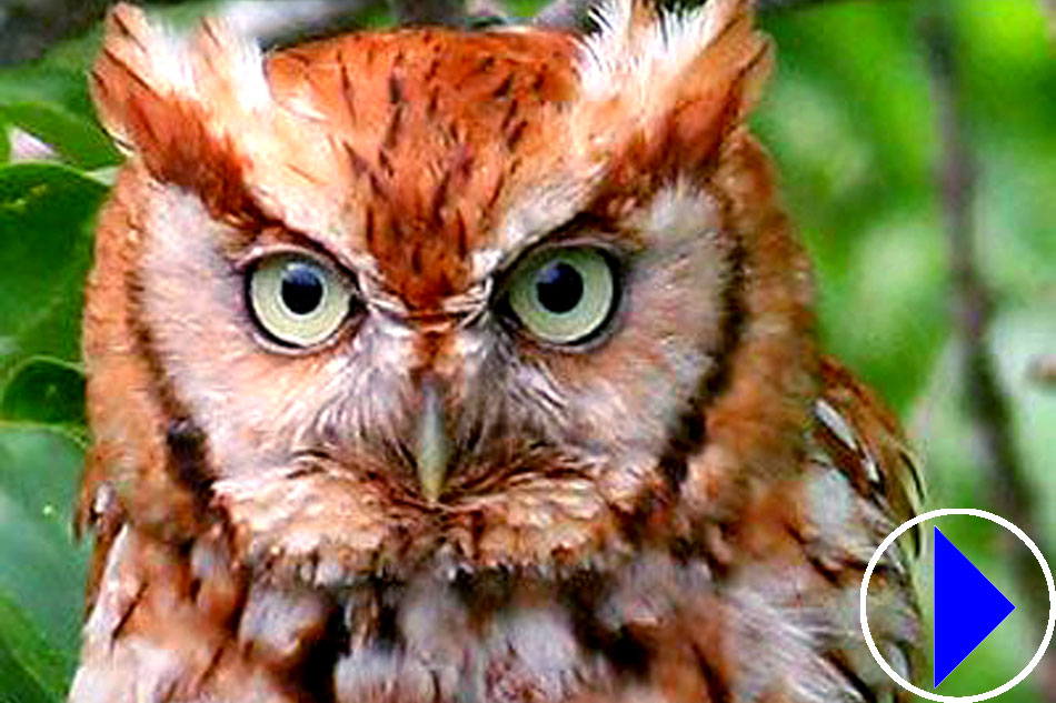 eastern screech owl 