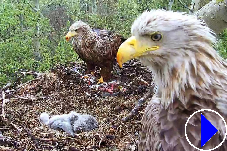 sea eagle nest