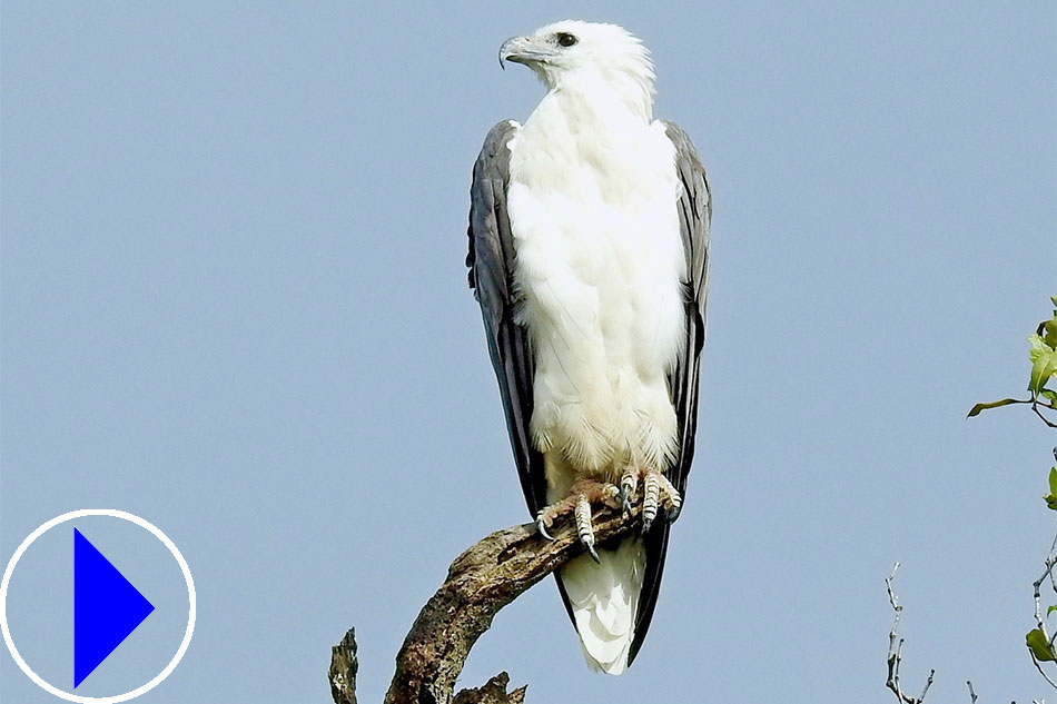 white bellied sea eagle