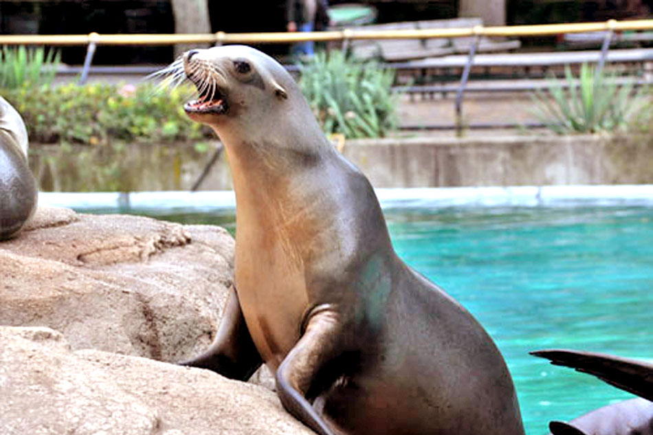 sea lion at bronx zoo