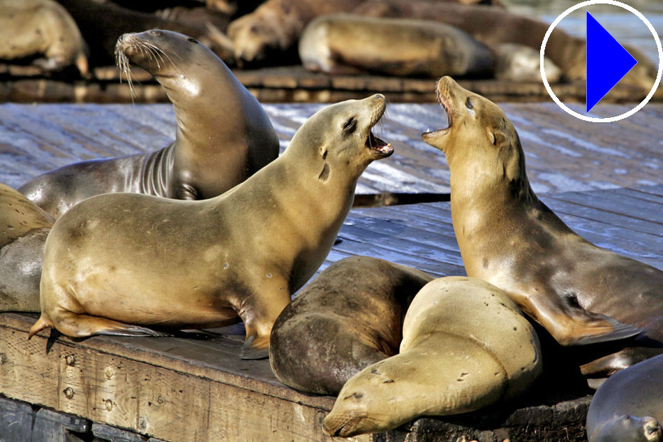 Sea Lions at Pier 39 at Fisherman`s Wharf, San Francisco, USA