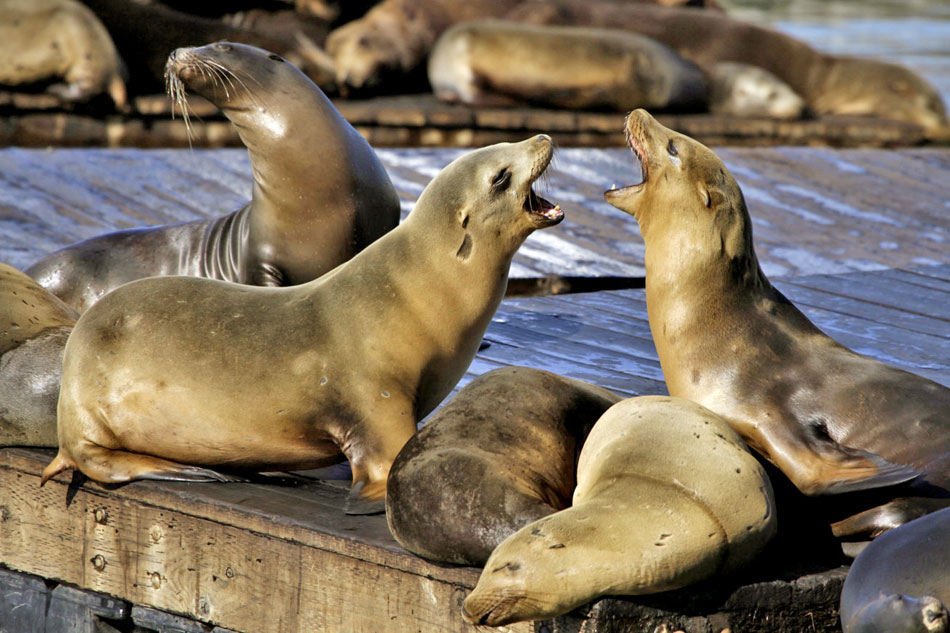 Sea Lions