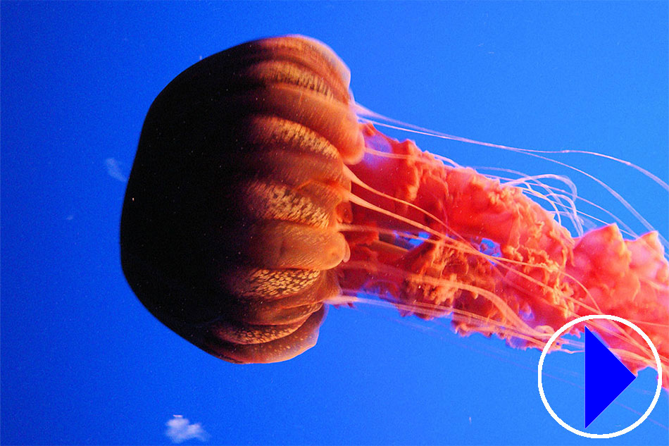 sea nettle jelly