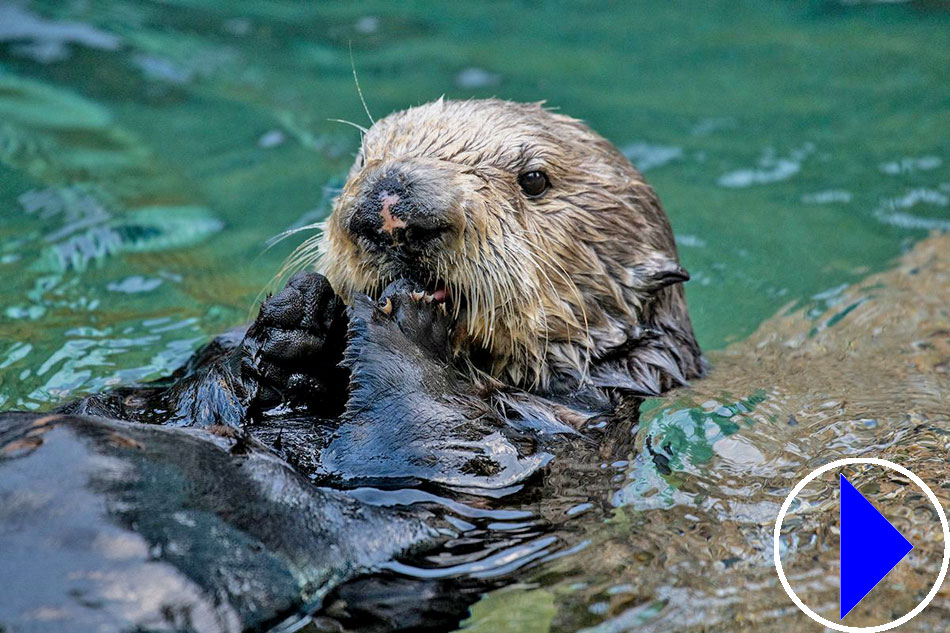 sea otter