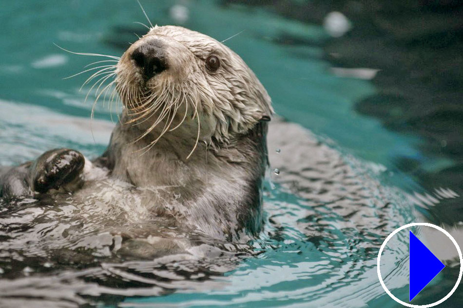 sea otter at oregon coast aquarium