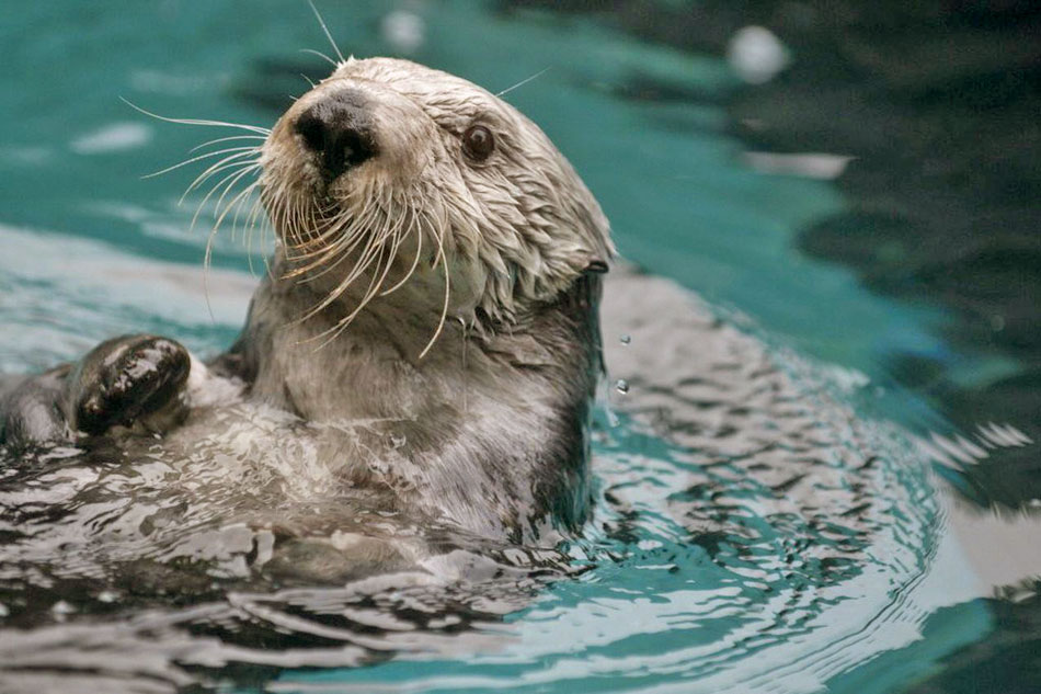 sea otter at oregon coast aquarium
