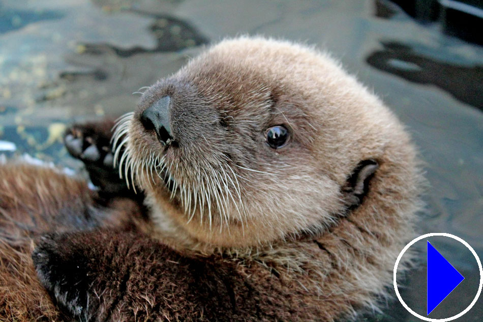 sea otter