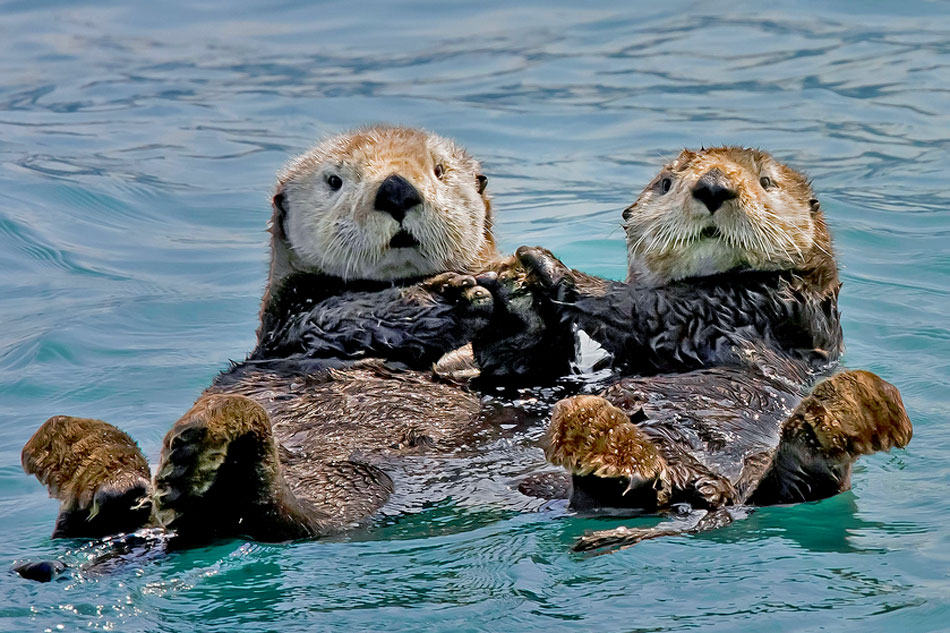 a couple of sea otters
