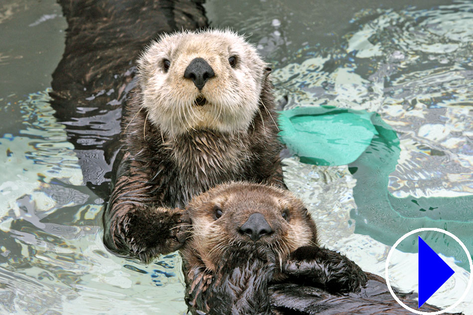 sea otters at monterey bay aquarium