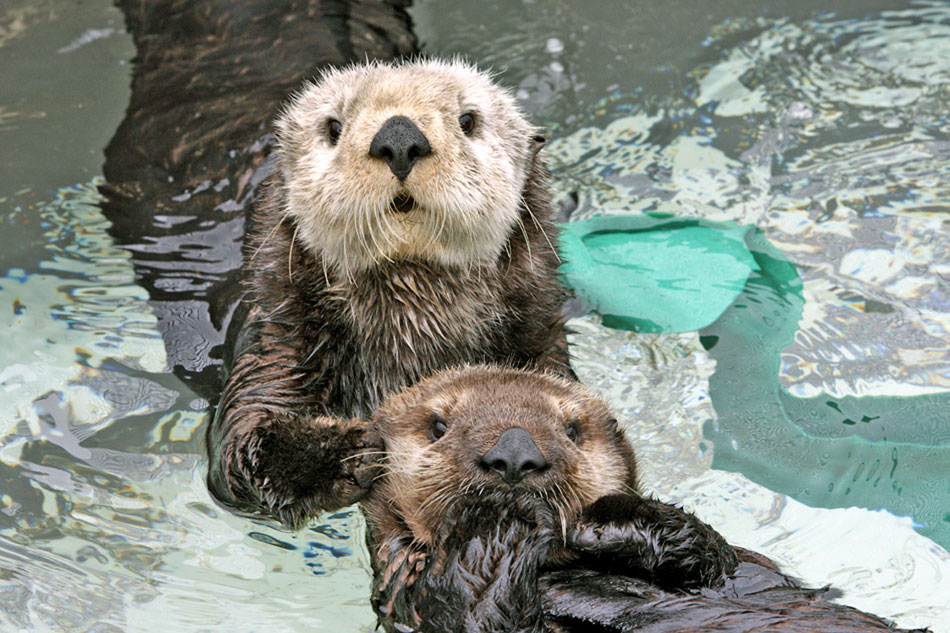 sea otters at monterye bay aquarium