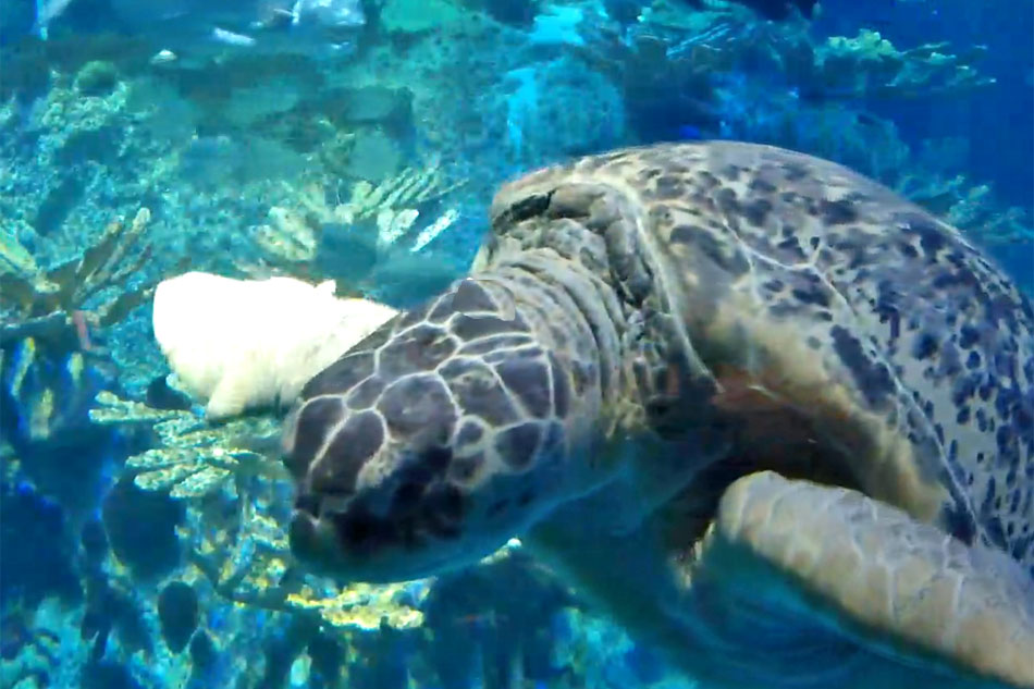 turtle at new england aquarium