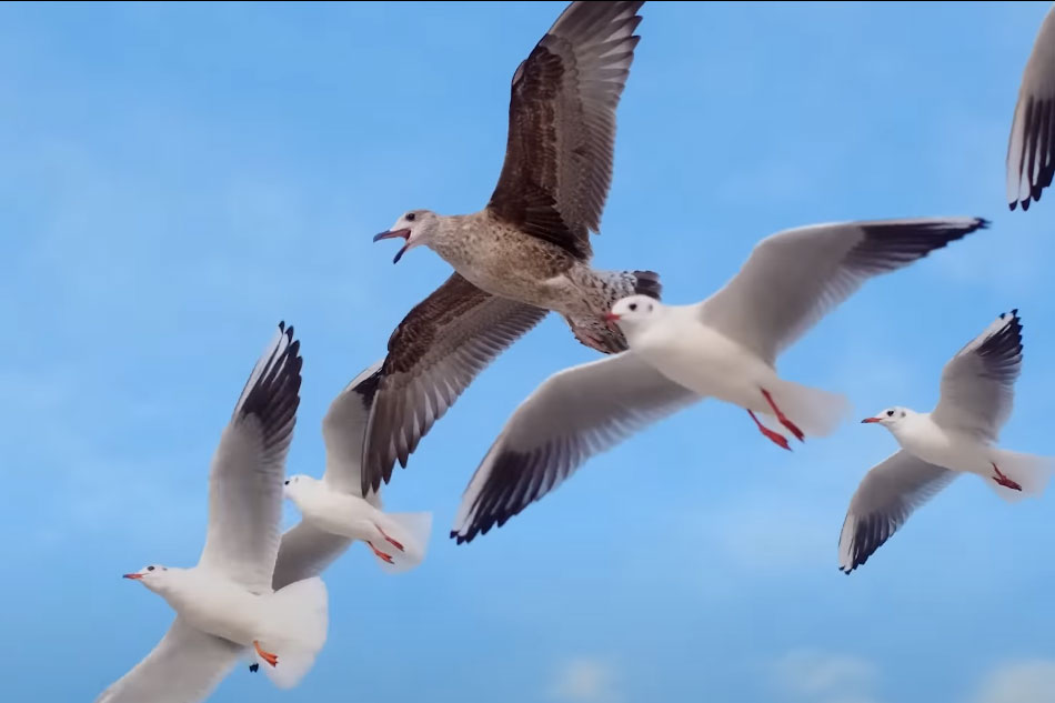 seagulls in flight