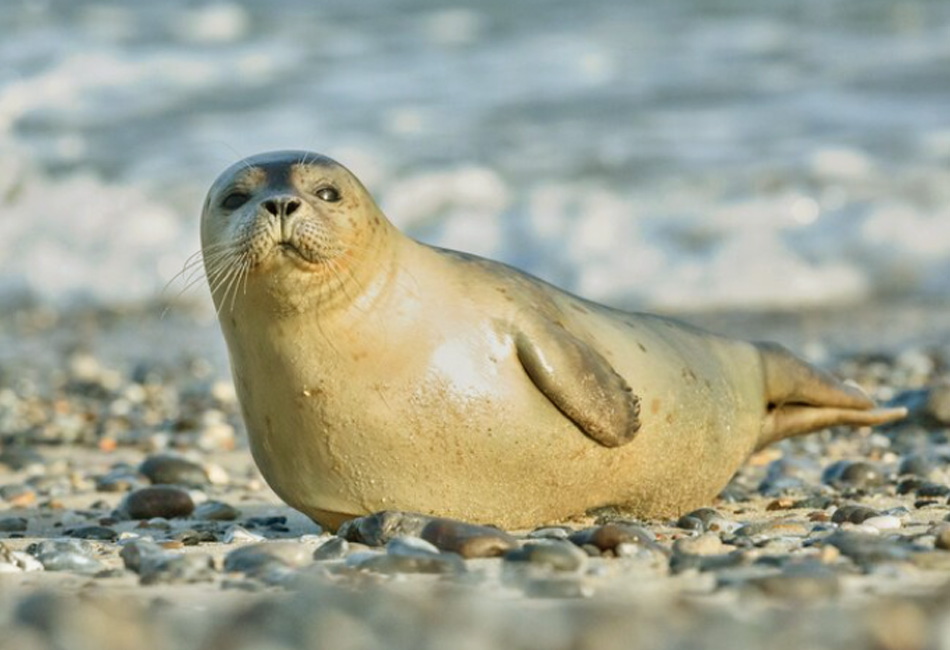 seal on the beach