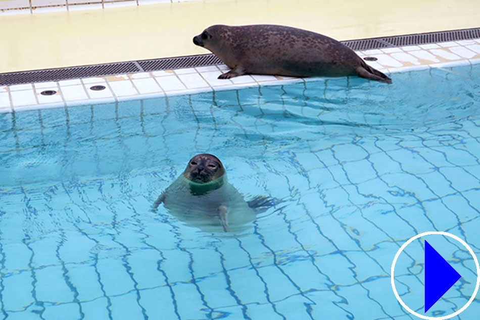 rescued seals