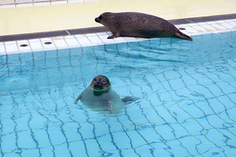 seals at a rescue centre
