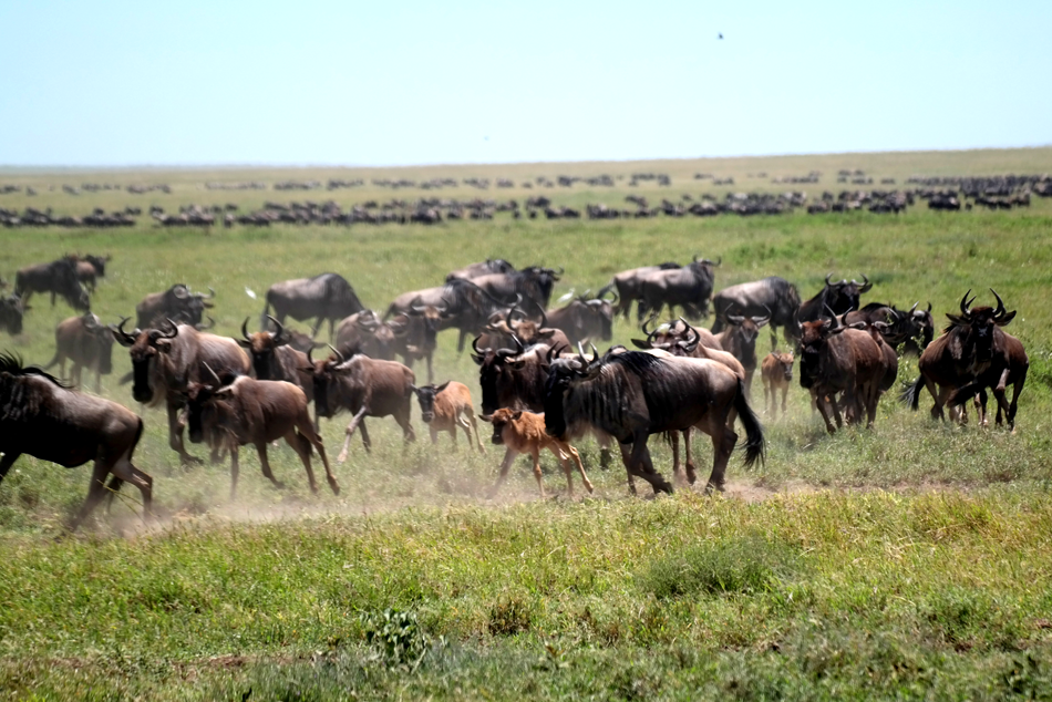 serengeti wilderbeest