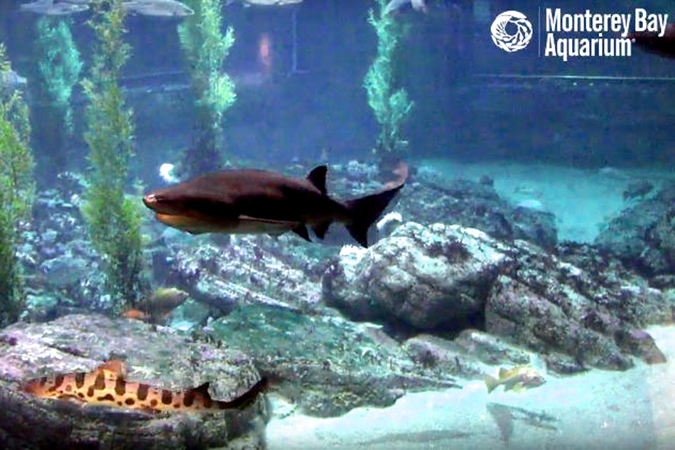 shark in aquarium