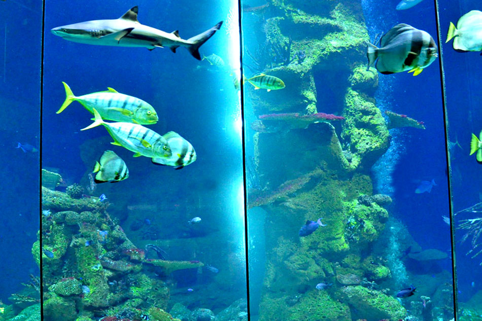 aquarium at haus des meeres