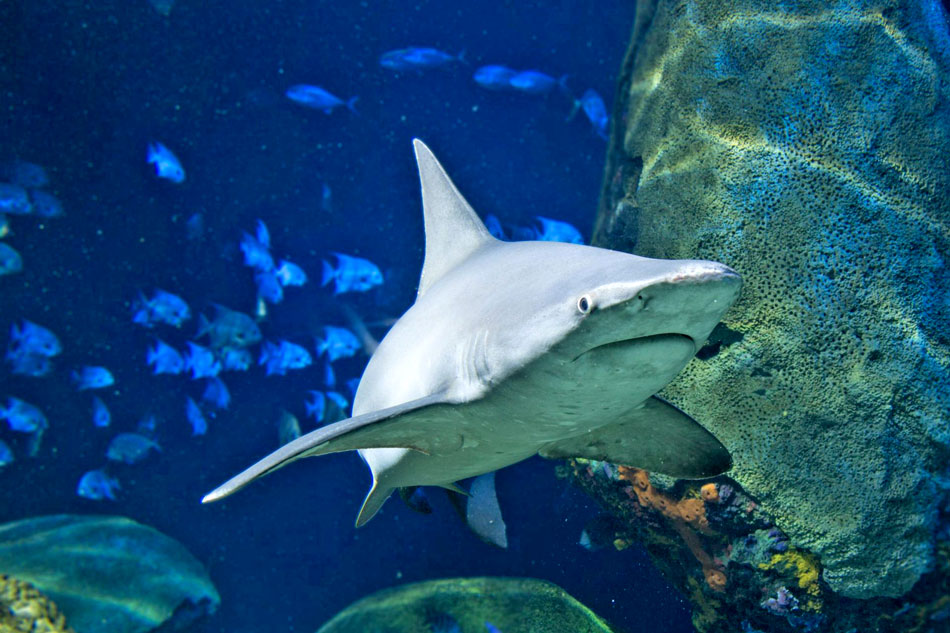 shark at tennessee aquarium