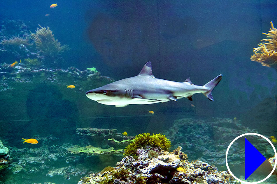 shark aquarium in germany