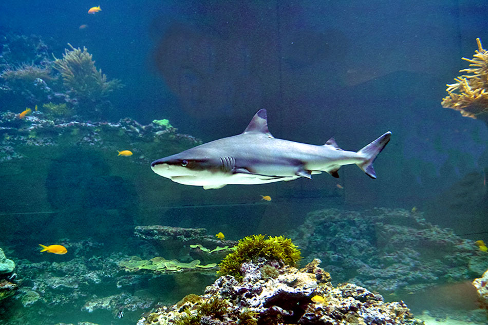 black tip reef shark