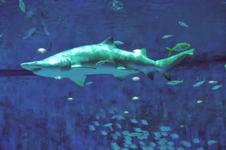 shark at budapest zoo