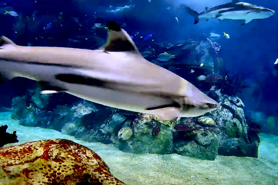Sharks at toledo zoo and aquarium