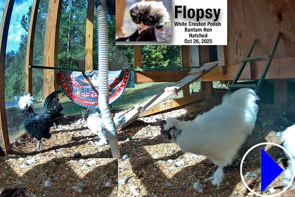 SILKIE chickens in a coop in misissippi