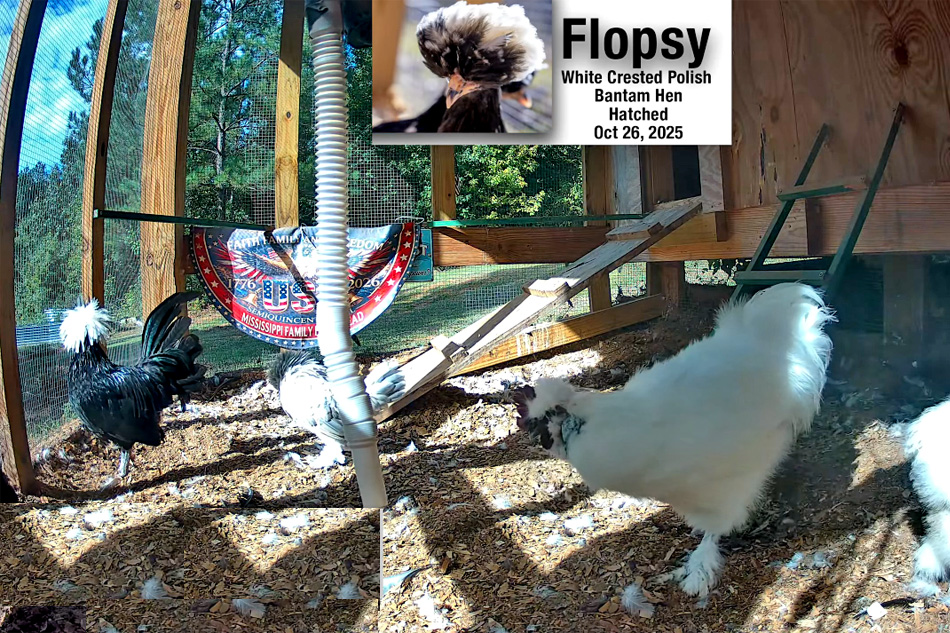 silkie chickens in mississippi