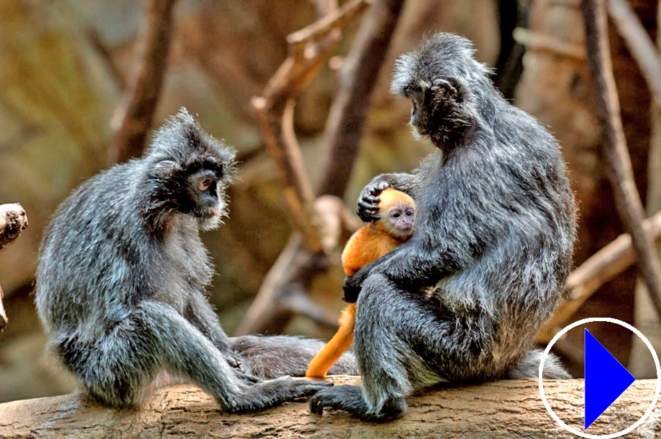 silver leaf langurs