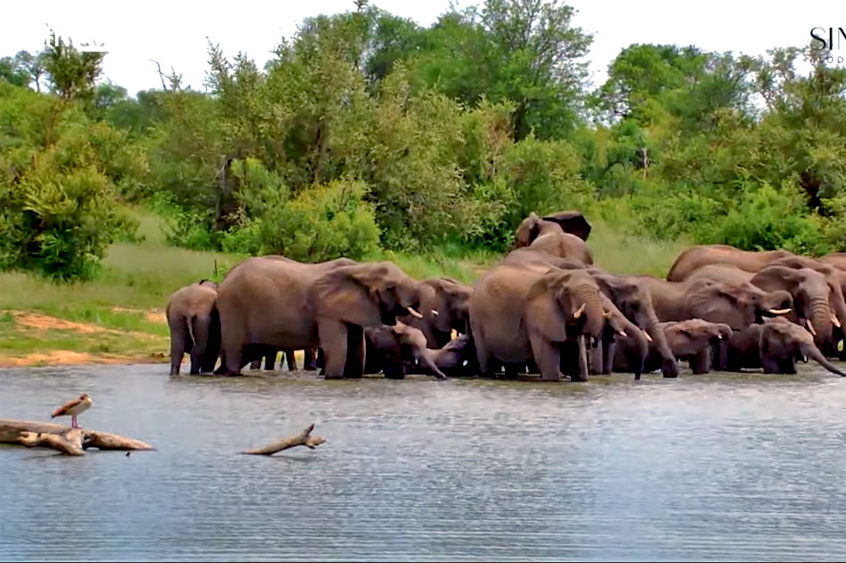 elephants at simbavati waterside