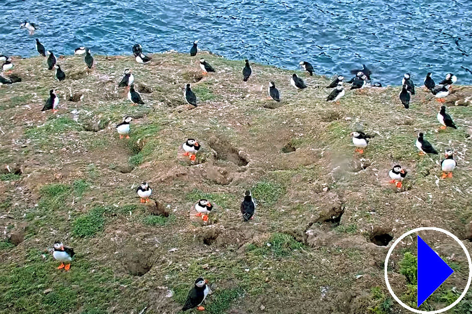 Skomer Island Puffin Colony Live Streaming Webcam Wales Skomer Island Puffin Colony Live Streaming Webcam Wales