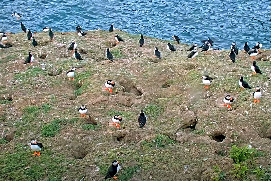 puffin colony skomer island