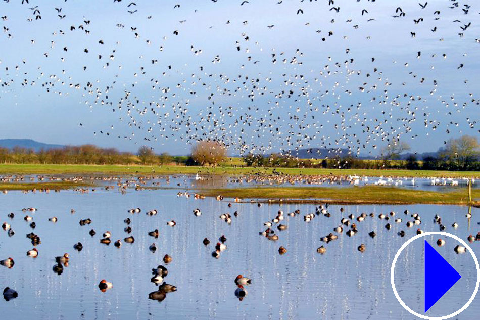 slimbridge wetland centre