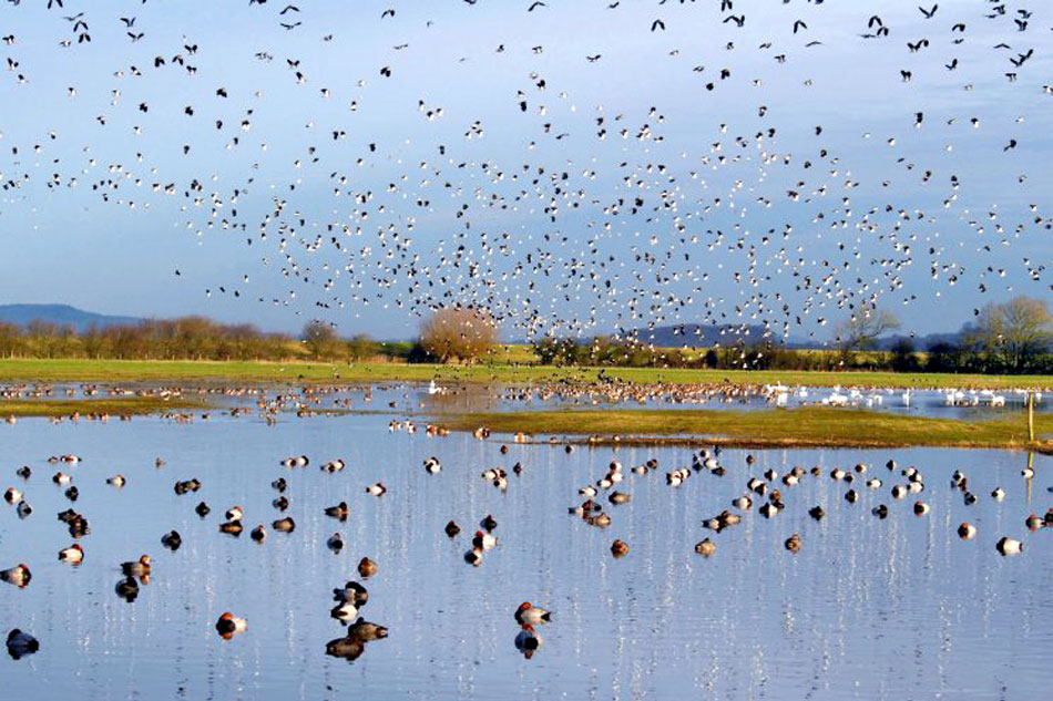 slimbridge wetland birds