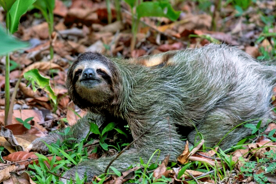 two toed sloth