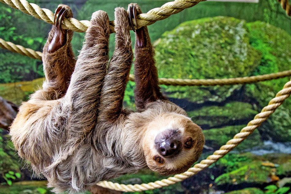 sloth hanging on a rope