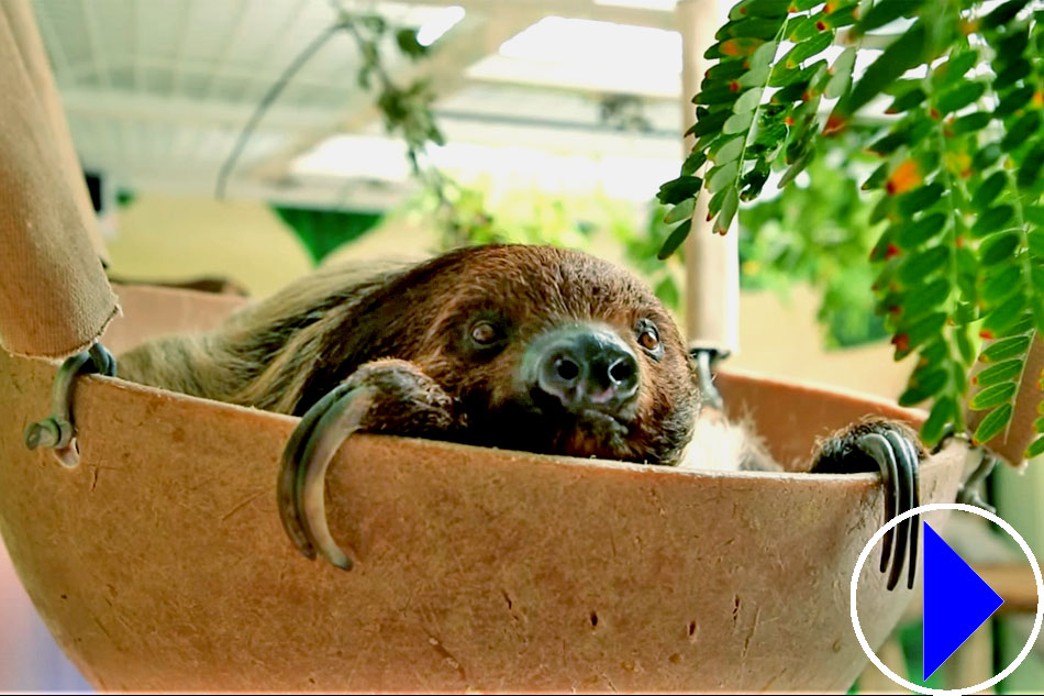 sloth at reid park zoo