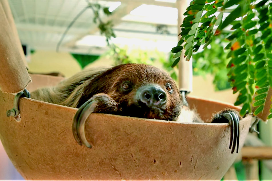 sloth at reid park zoo