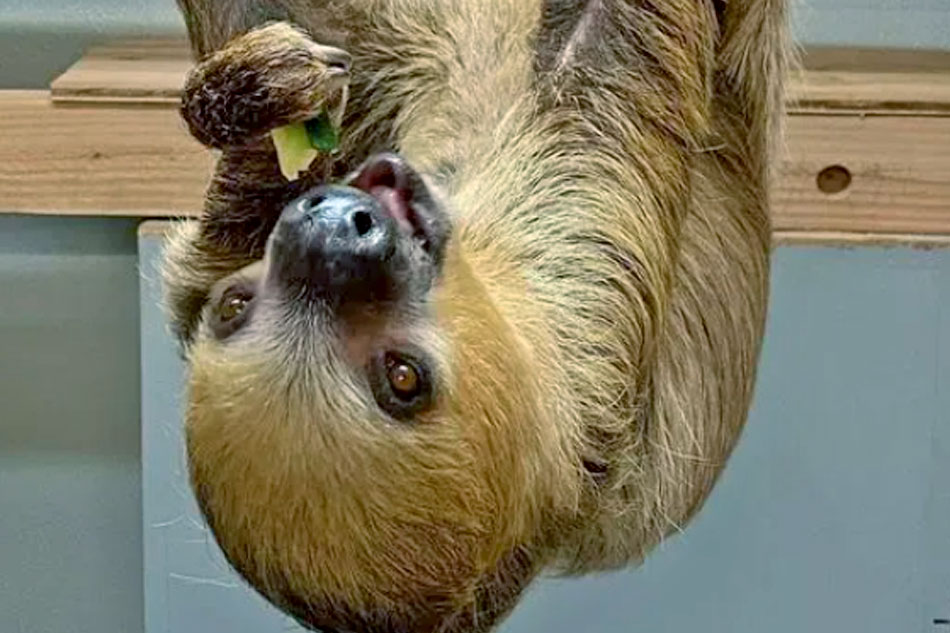 hoffmans two toed sloth