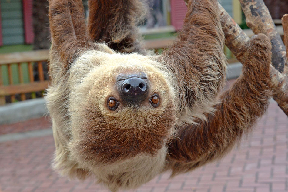 Hoffman’s Two-Toed Sloth