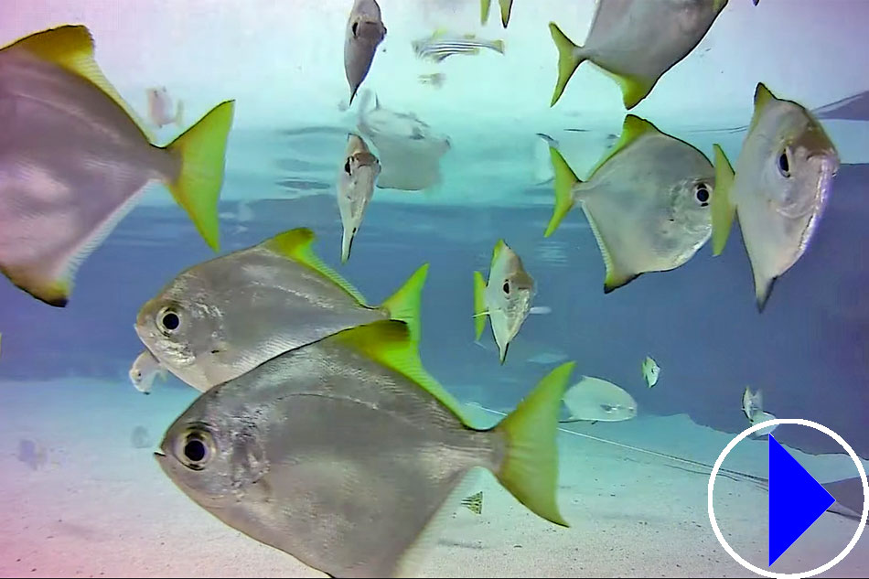 reef fish in an aquarium