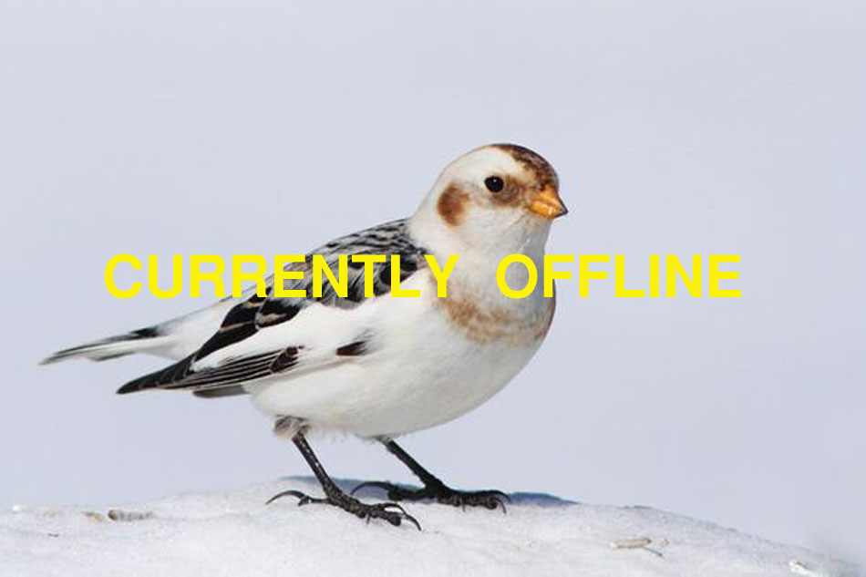 snow bunting